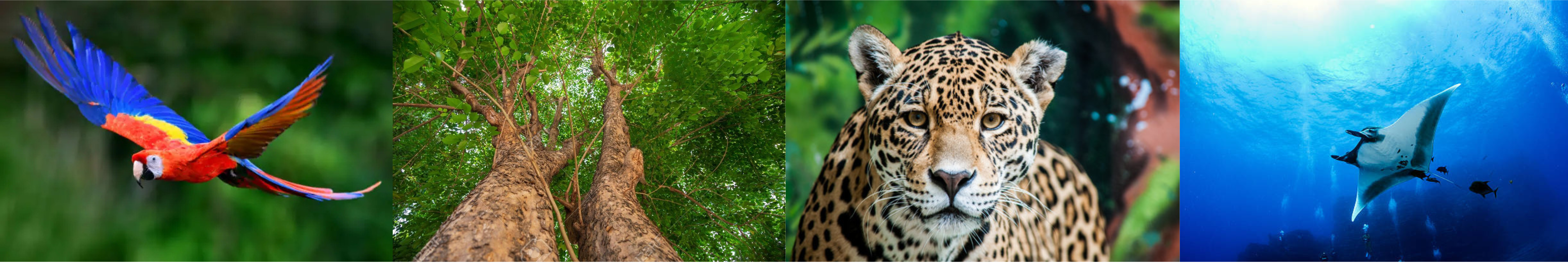Images : Oiseau - Arbre - Lion - Rai manta